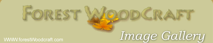 Forest Woodcraft image gallery